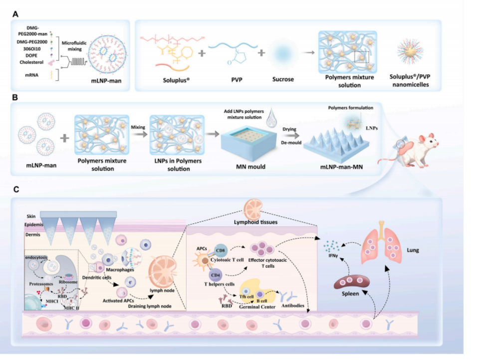 图1 创新性稳定化mRNALNP微针疫苗制备过程及体内免疫应答诱导示意图