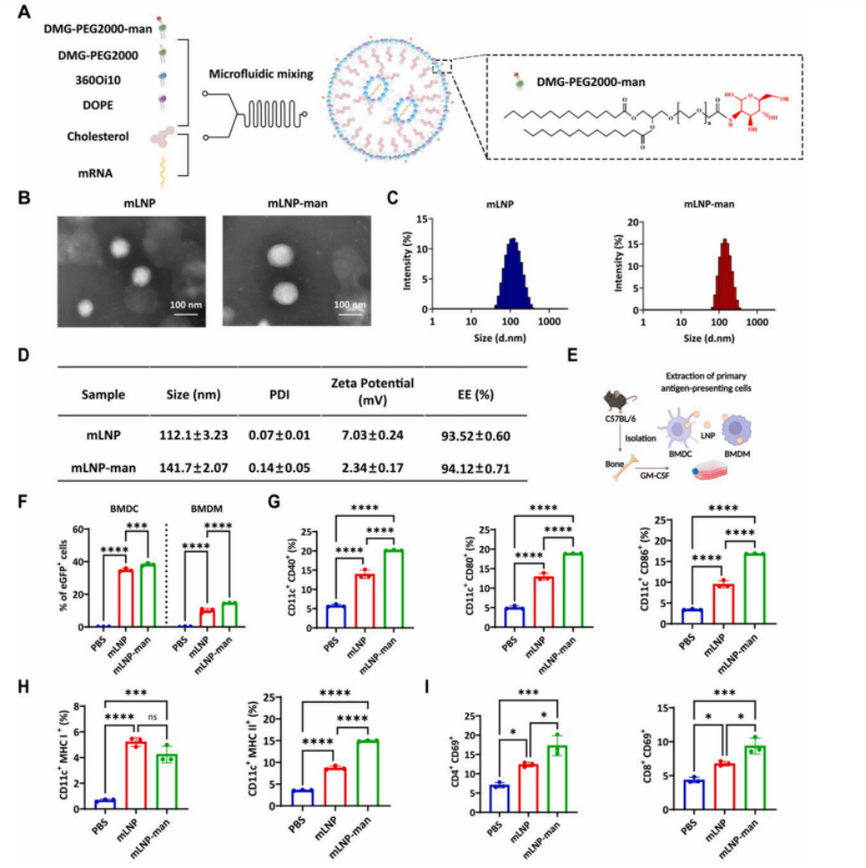 图2 mLNP-man的制备与表征