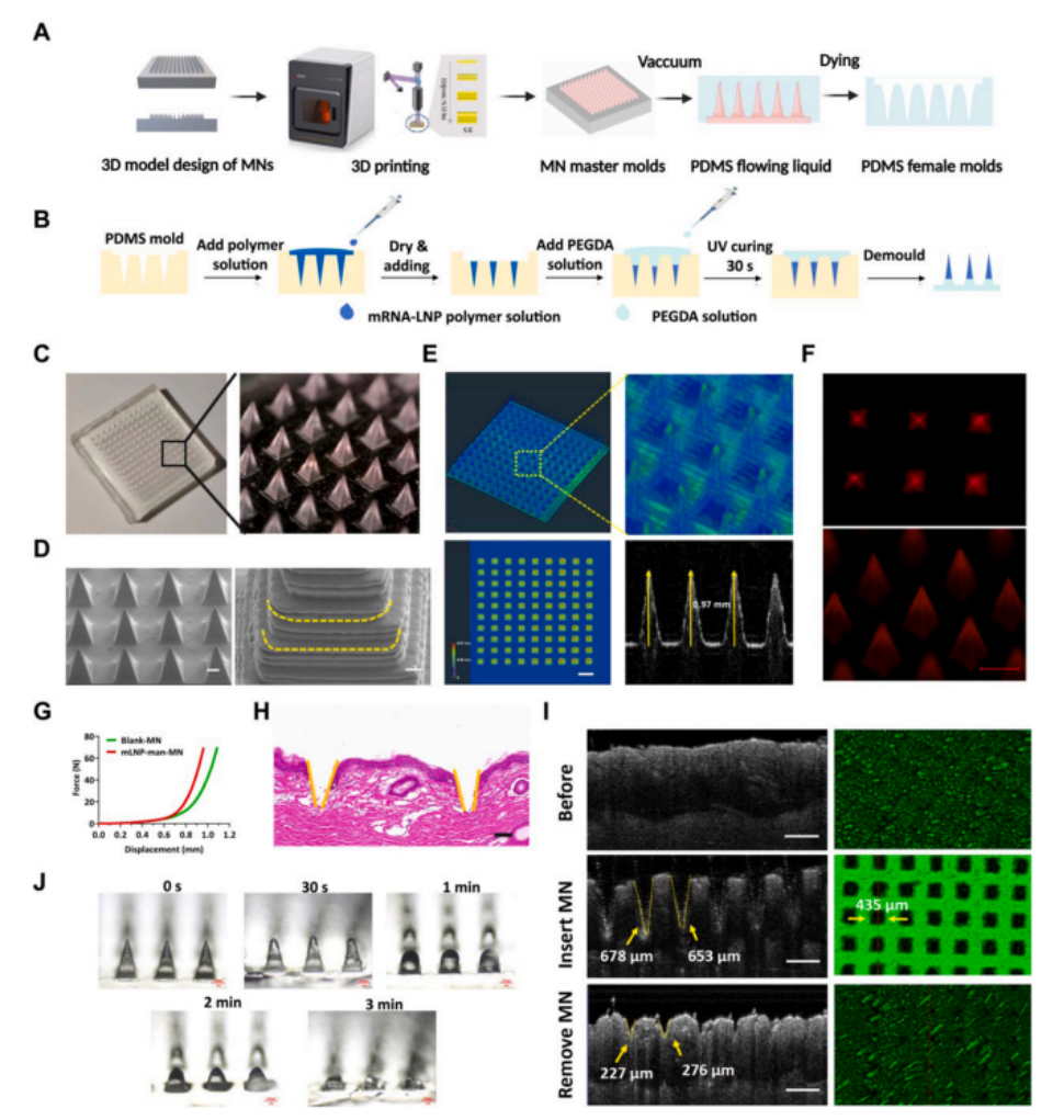 图3 mLNP-man-MN的制备与表征