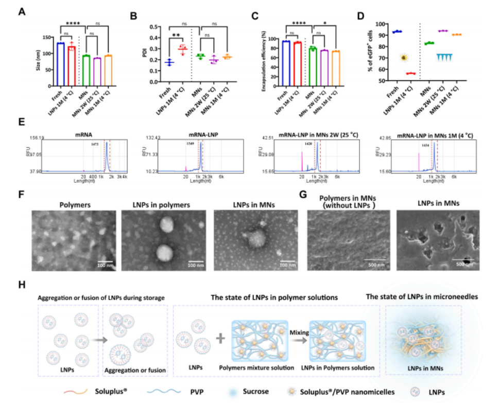 图4 mRNA-LNPs在微囊中的稳定性表征