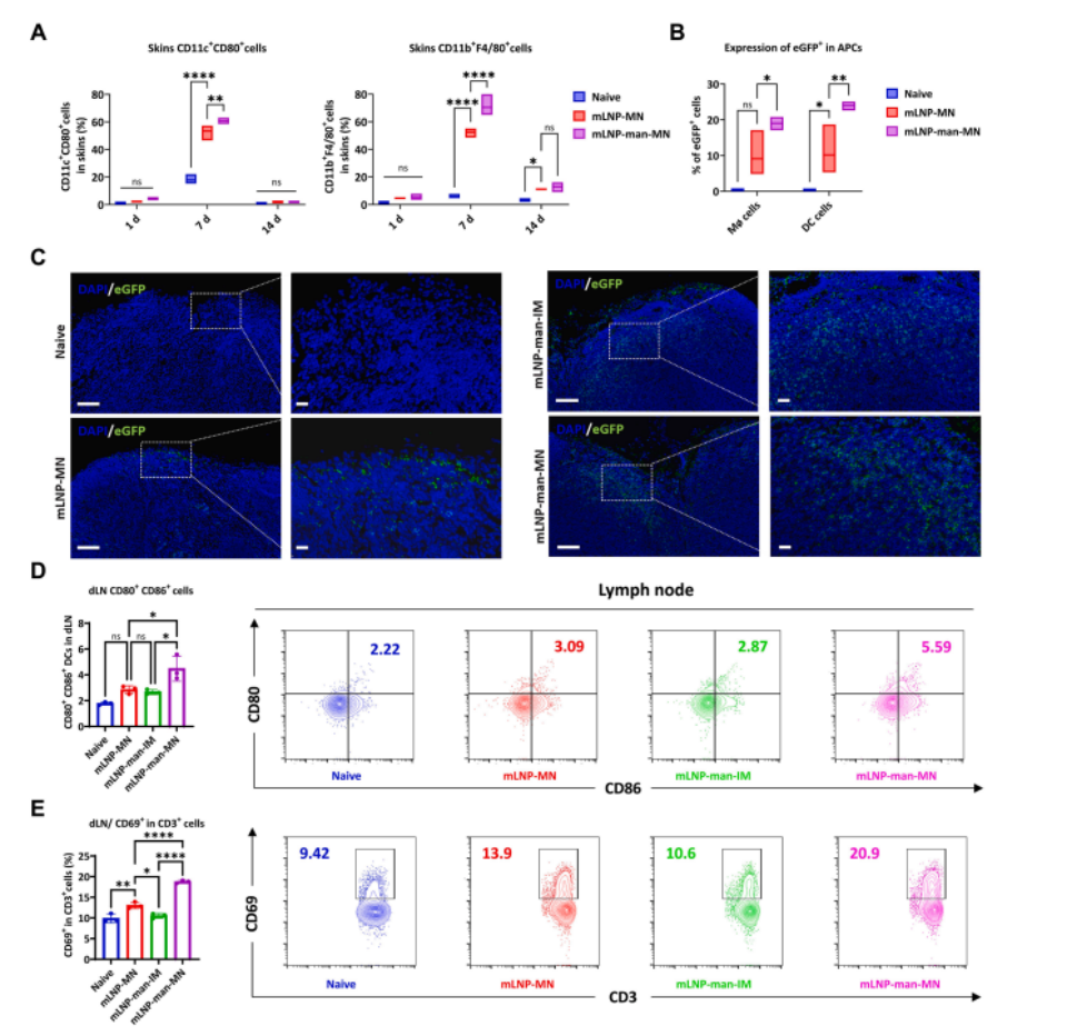 图5 mLNP-man招募的APC和MN免疫后激活的dLNs