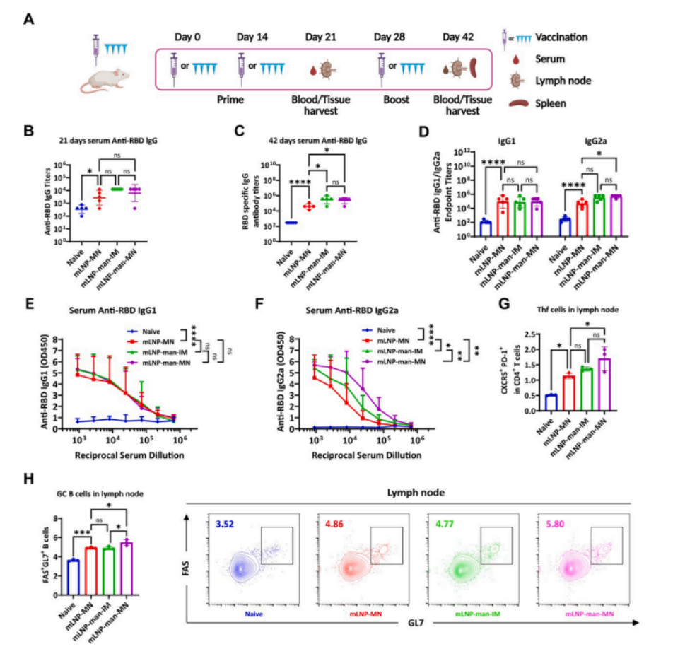 图6 mLNP-man-MN疫苗在小鼠中诱导了强烈的 RBD 特异性抗体反应