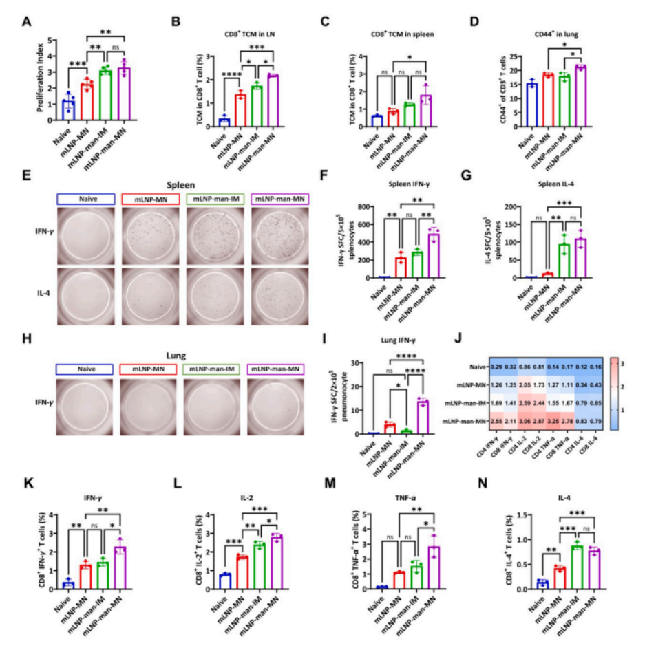 图7 mLNP-man-MN疫苗诱导更强的多功能T细胞反应