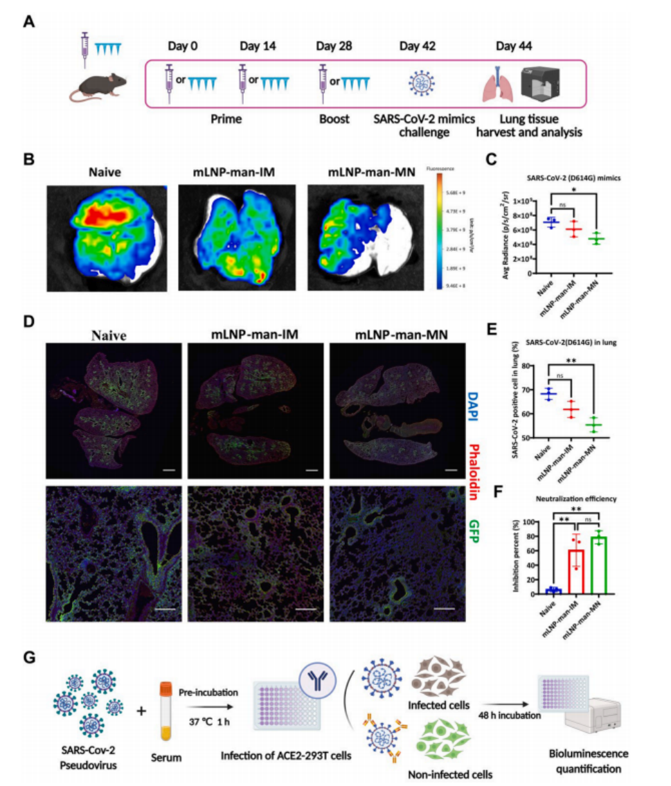 图8 H11-K18-hACE2小鼠假病毒攻击挑战
