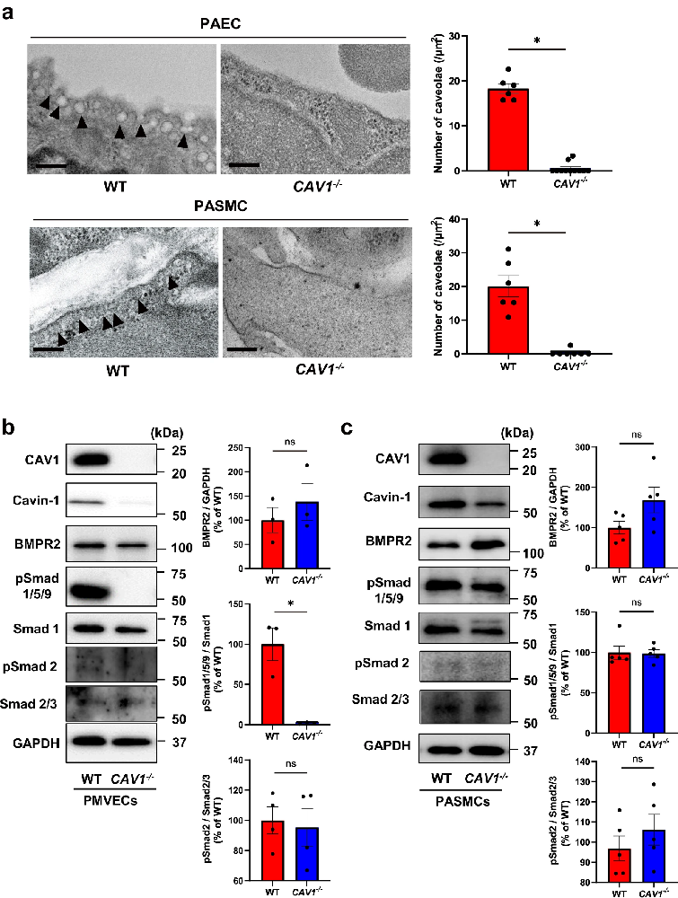 图 1：CAV1 敲除小鼠 PMVECs 中 BMP/Smad 信号减弱