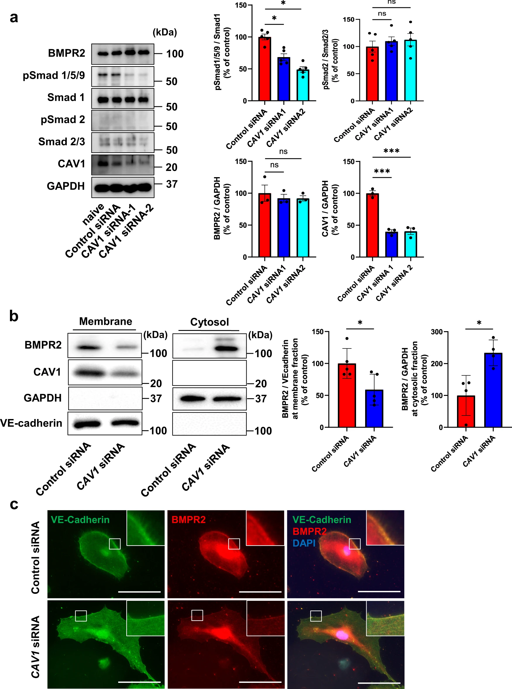 图 2：CAV1 沉默减少 hPAECs 中 BMPR2 膜定位及 Smad1/5/9 磷酸化