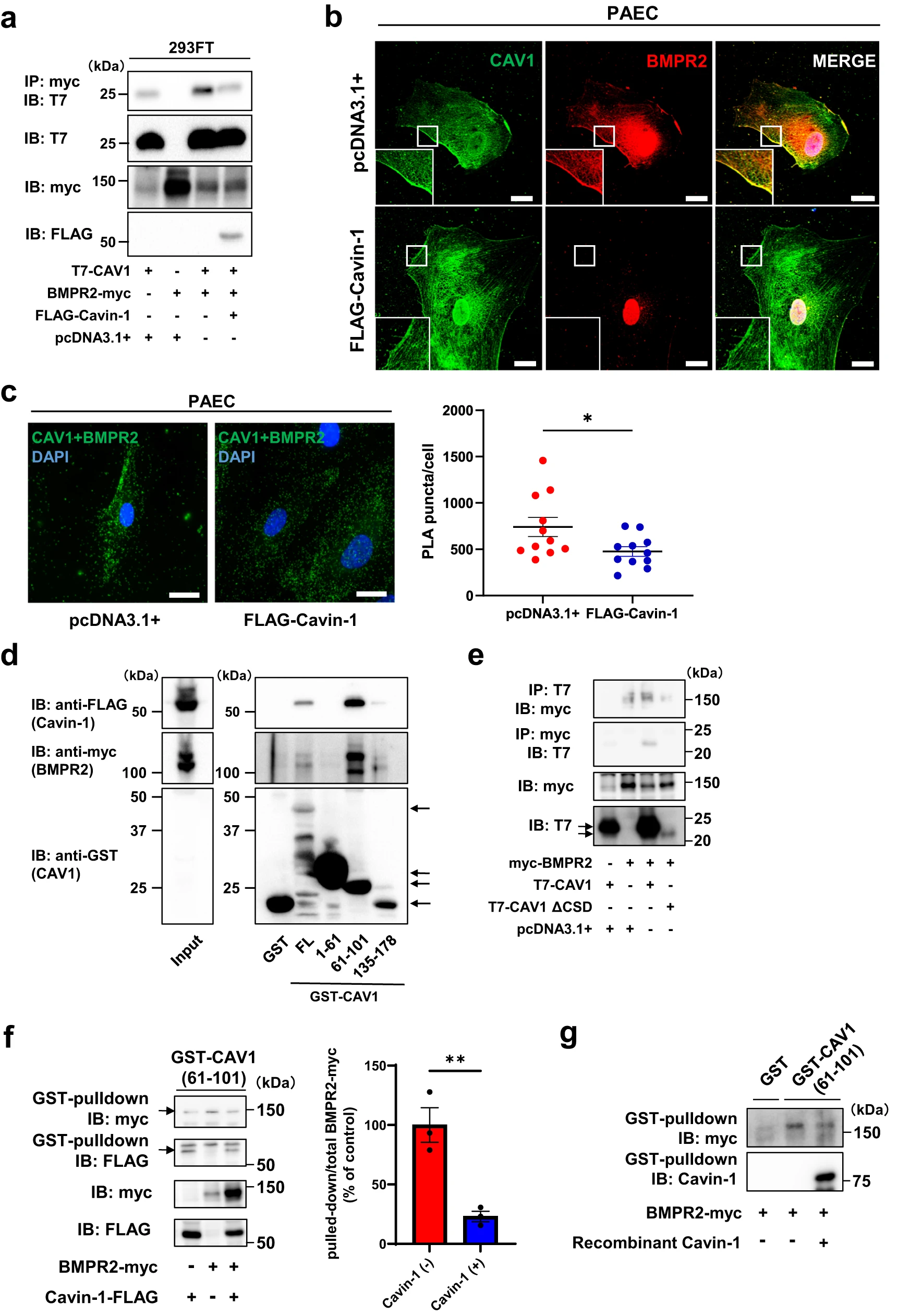 图 4：Cavin-1 与 BMPR2 竞争性结合 CAV1 的脚手架结构域(CSD)