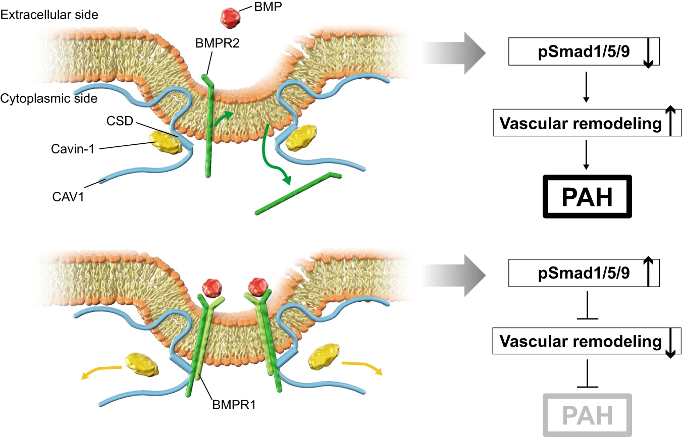 图 7：工作模型