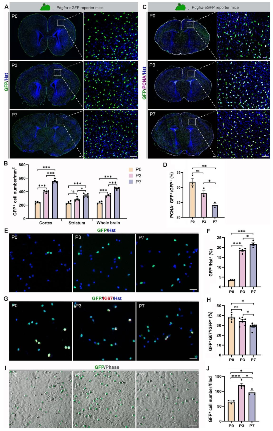 图 1：最佳小鼠日龄筛选(P3 为最优)