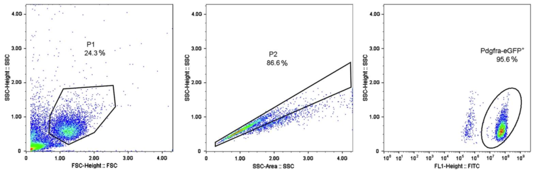 图 5：FACS 验证 OPCs 纯度(>90%)