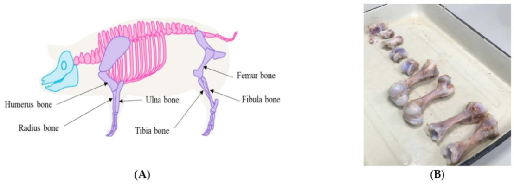 Fig1：PBMP 细胞制备的管状骨选择与预处理