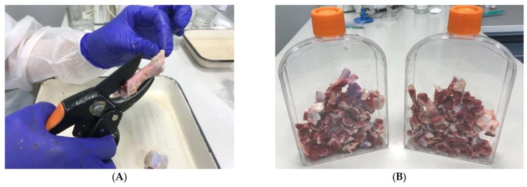 Fig2：管状骨切割与接种培养