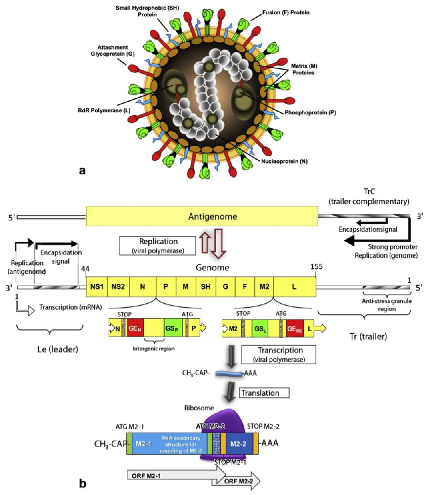 Fig1：RSV 病毒颗粒结构与基因组组织