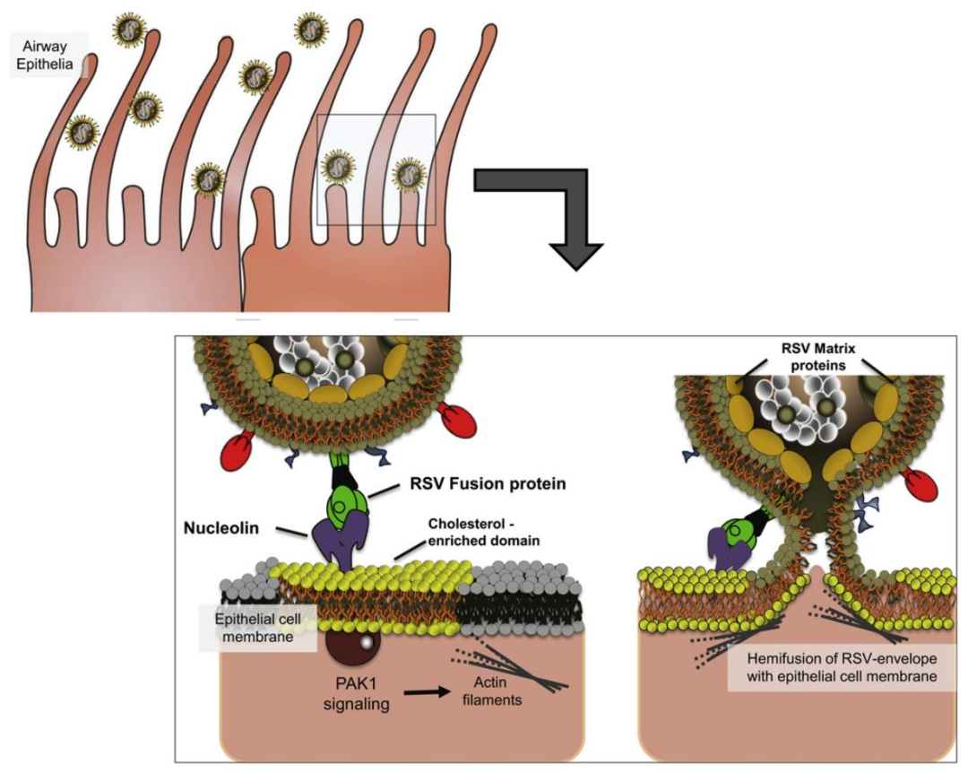 Fig2：RSV 入侵 AECs 的新模型