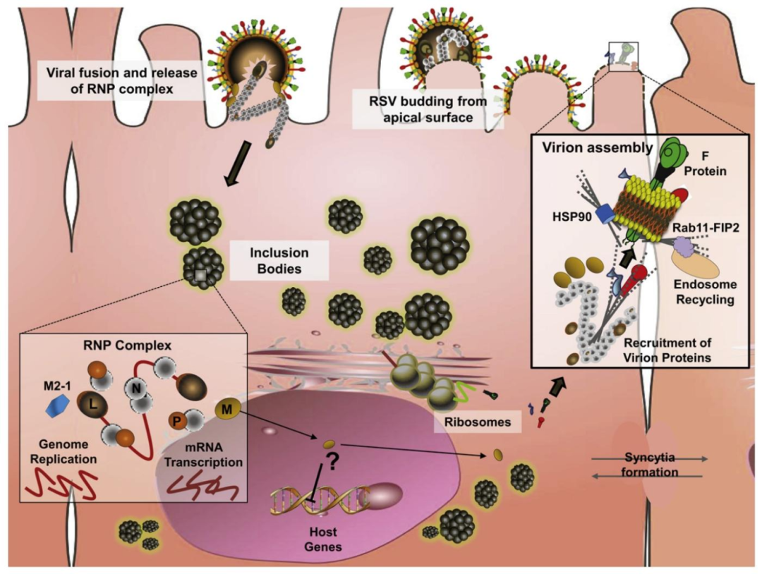 Fig3：RSV 在 AECs 中的复制模型