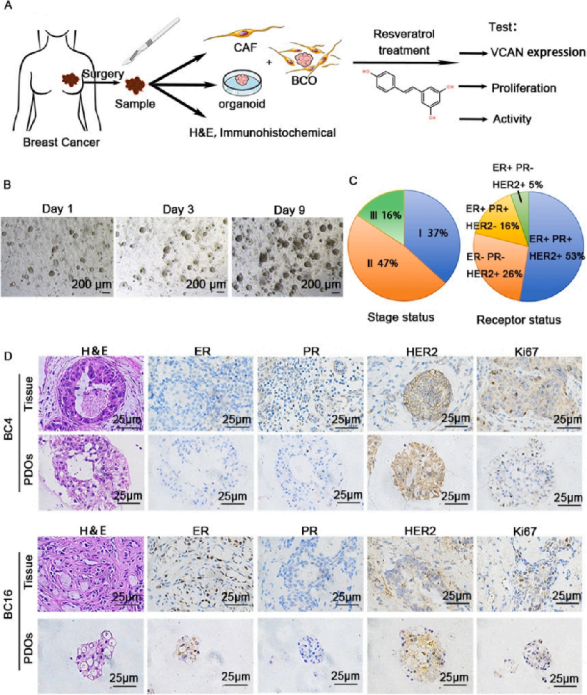 图1：乳腺癌类器官的建立和白藜芦醇对乳腺癌细胞的抑制作用