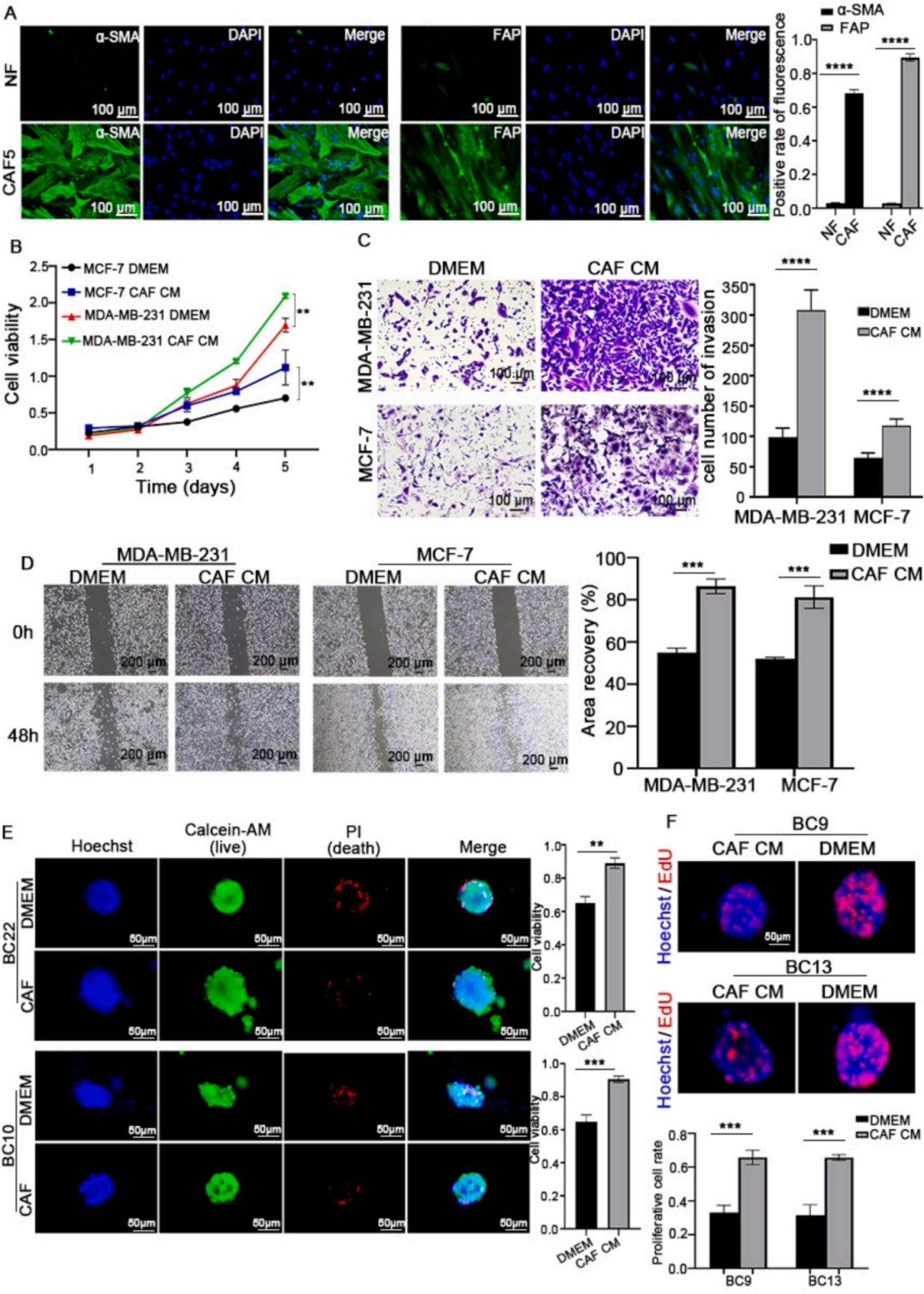 图3CAFs促进乳腺癌增殖及白藜芦醇对CAF包被BCOs的抑制作用