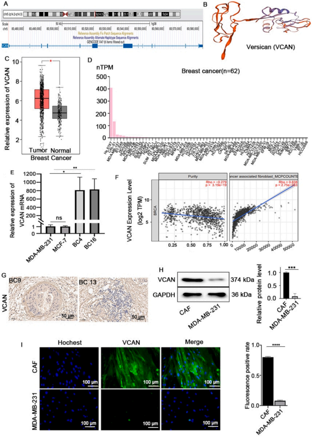 图4CAFs是VCAN的主要来源。为进一步探索CAF的致癌机制，研究团队通过数据库筛选发现VCAN符合条件