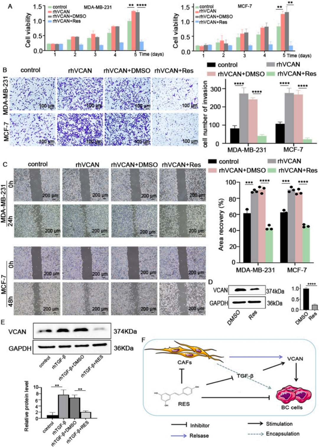 图5VCAN促进乳腺癌细胞生长，白藜芦醇通过调节TGF-β抑制CAFs中VCAN的表达