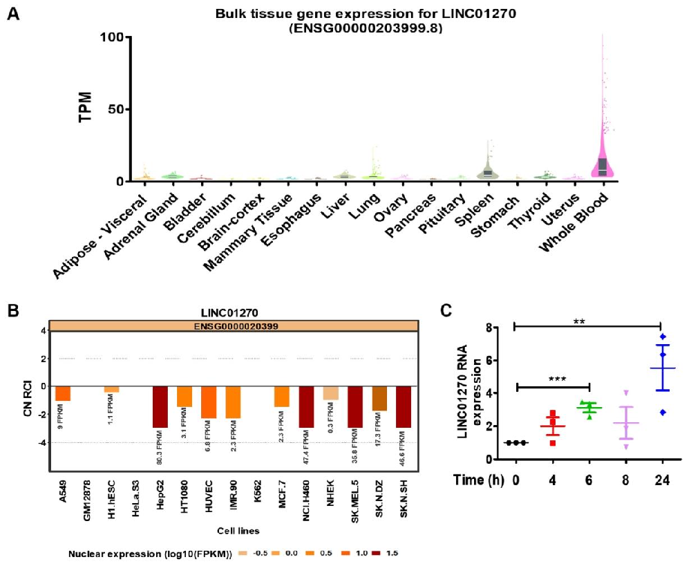 图 1：LPS 处理上调 THP-1 细胞中 LINC01270 的表达