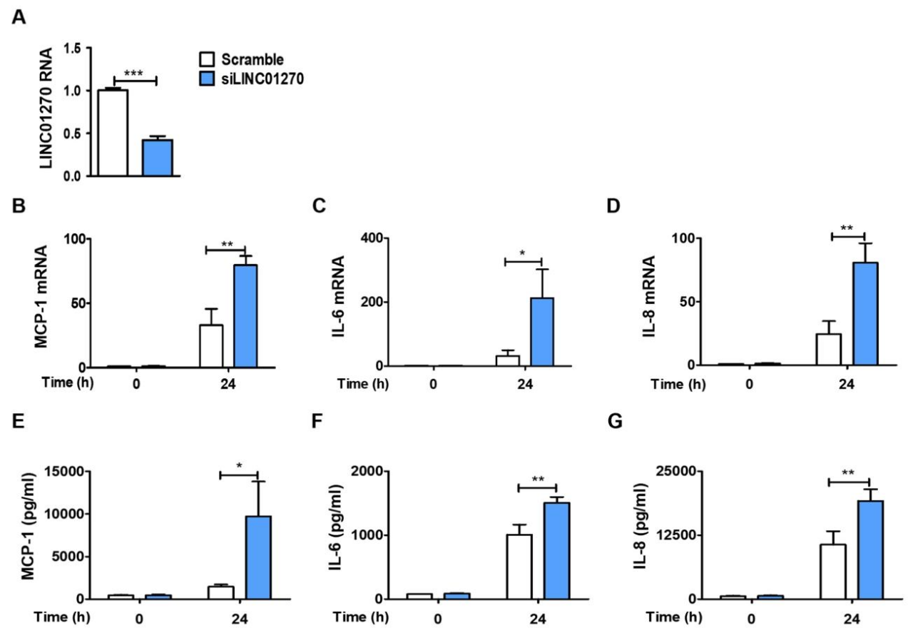 图 2：LINC01270 沉默上调 THP-1 细胞中促炎细胞因子的表达与分泌