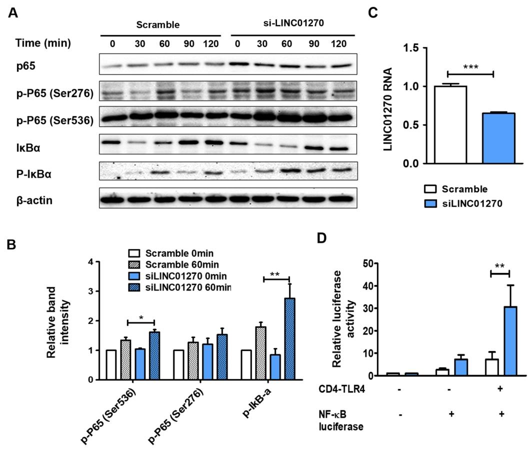 图 3：LINC01270 沉默通过激活 NF-κB 加剧炎症反应