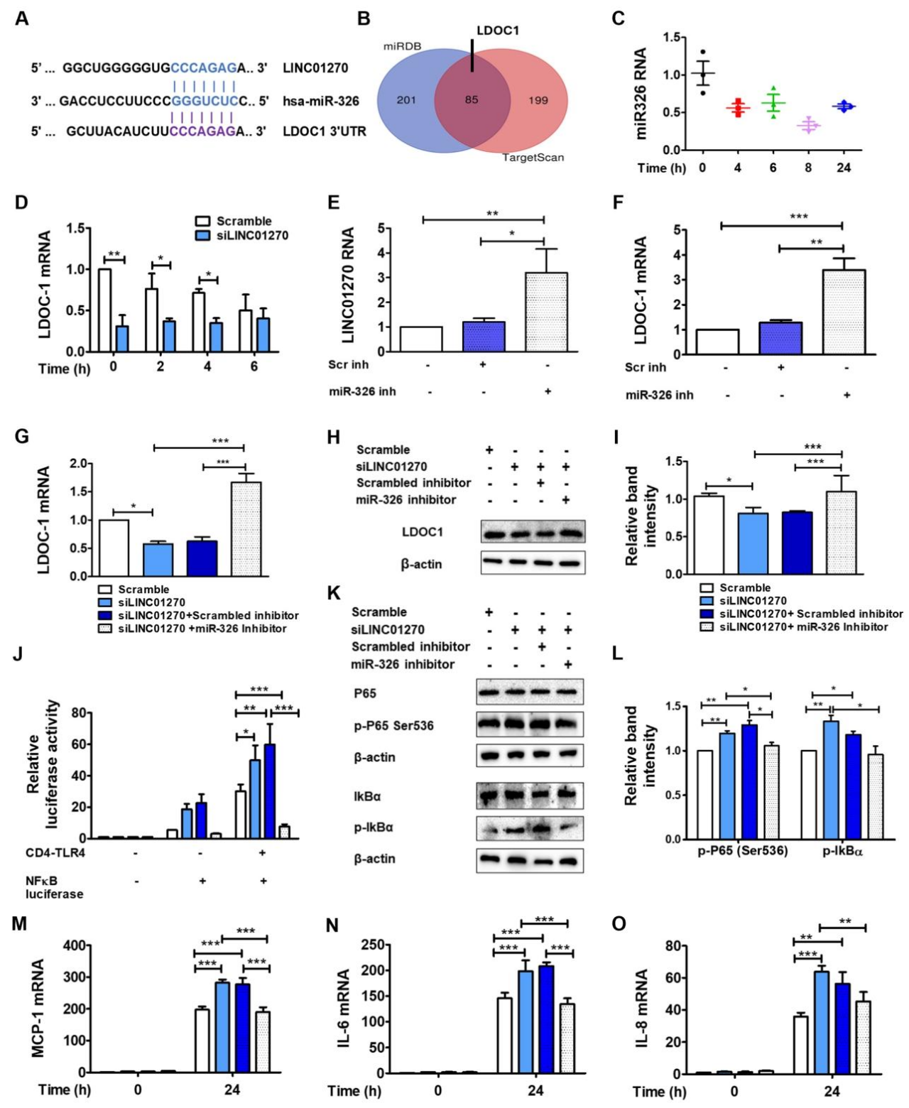 图 4：LINC01270 通过海绵吸附 miR-326 调控 LDOC1 的表达