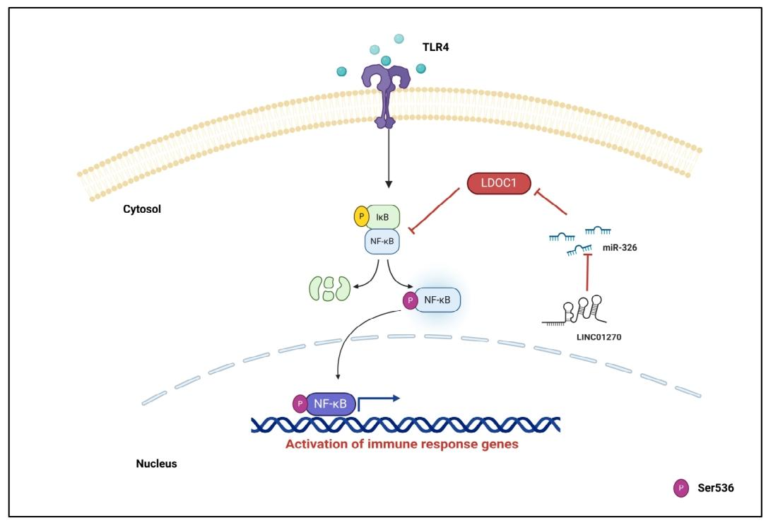 图 7：LINC01270 调控 NF-κB 介导炎症反应的机制示意图