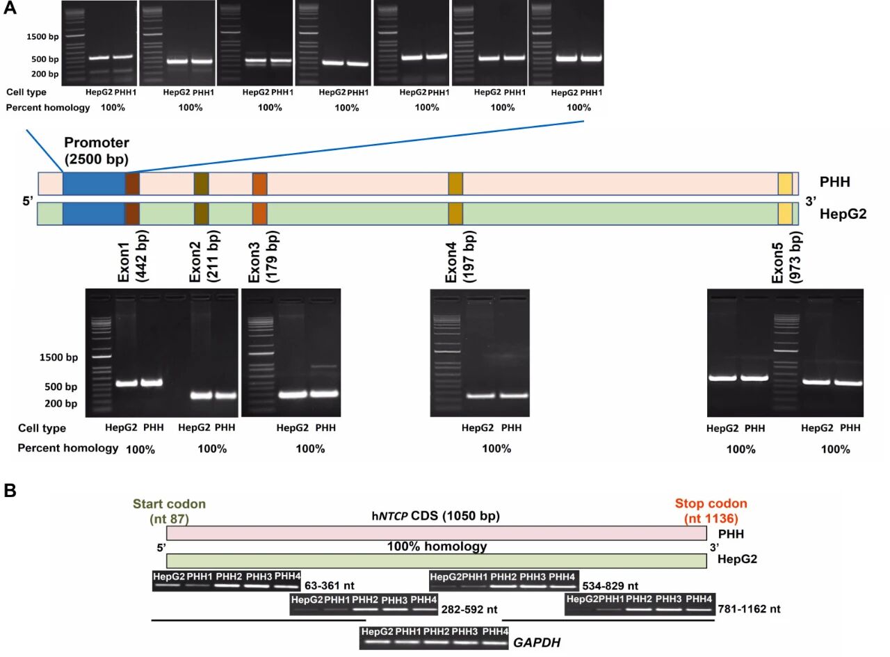 图 2：HepG2 细胞中 hNTCP 基因无遗传突变