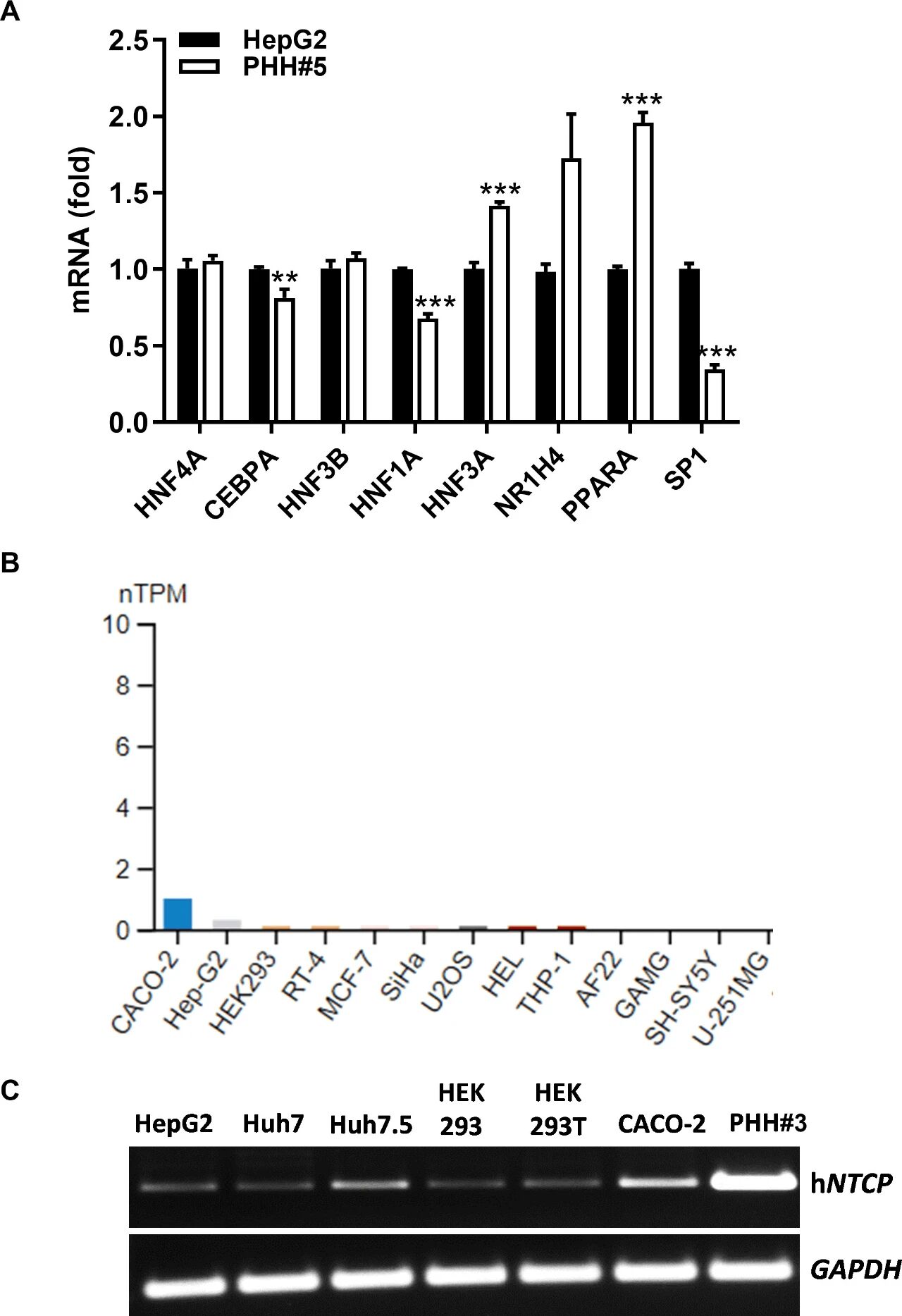 图 3：肝细胞转录因子并非 hNTCP 下调的主因