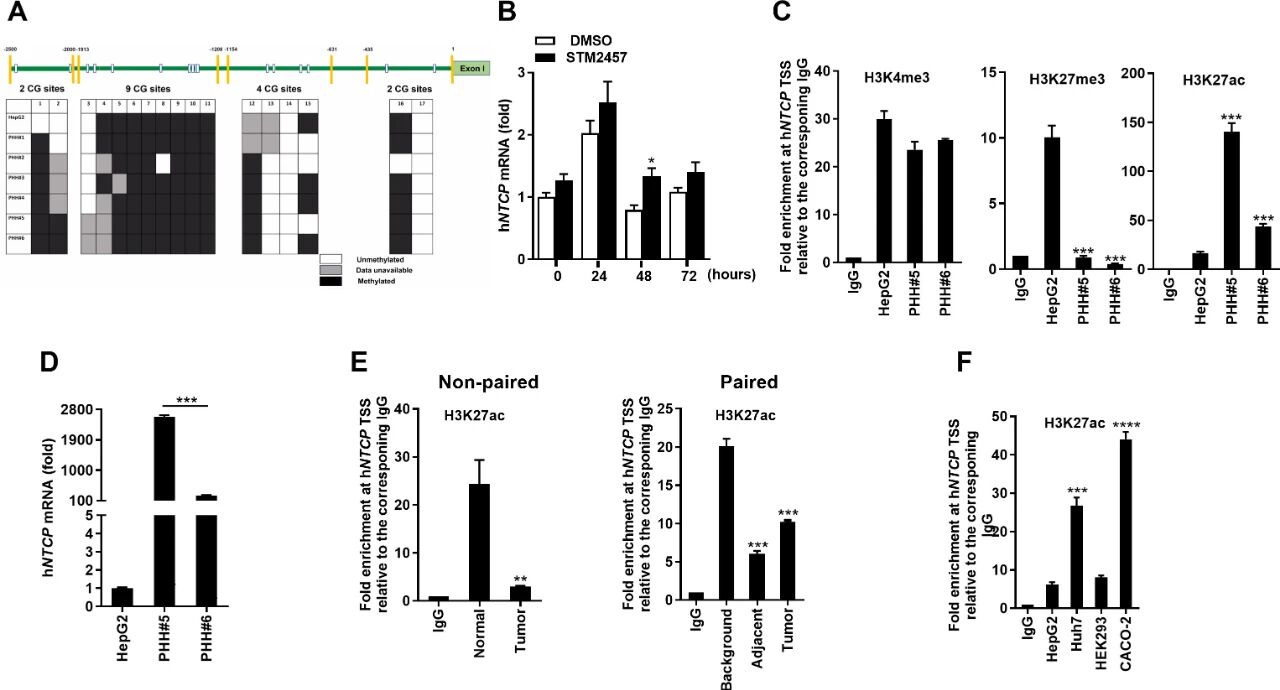 图 4：hNTCP 下调与组蛋白修饰异常相关