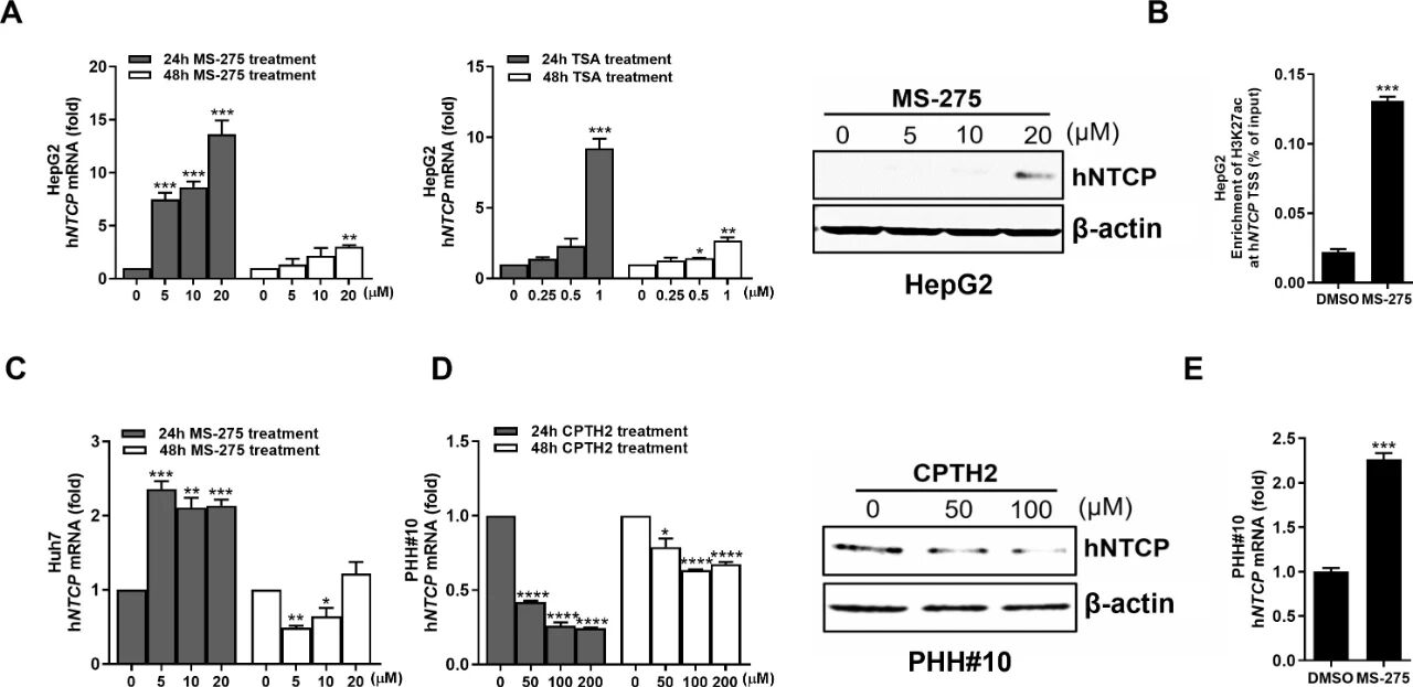 图 5：HDAC 抑制剂可部分恢复 HepG2 细胞中 hNTCP 表达