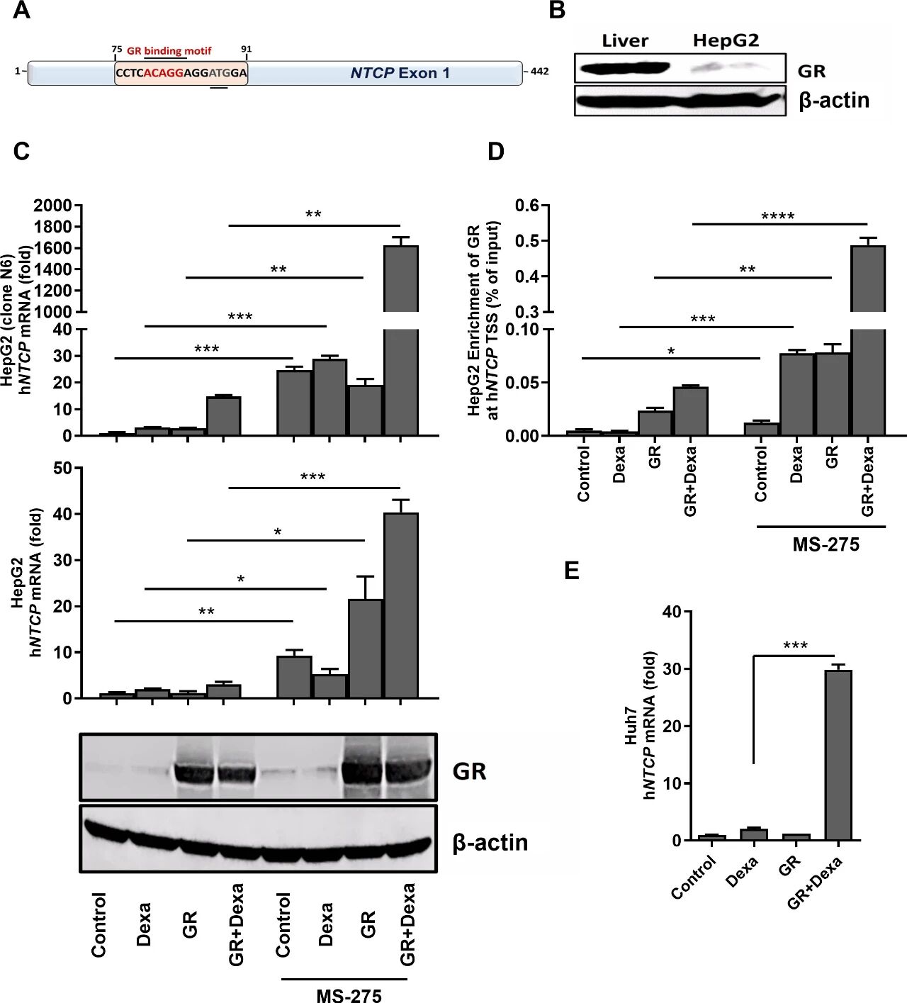 图 6：GR 与组蛋白乙酰化协同调控 hNTCP 表达