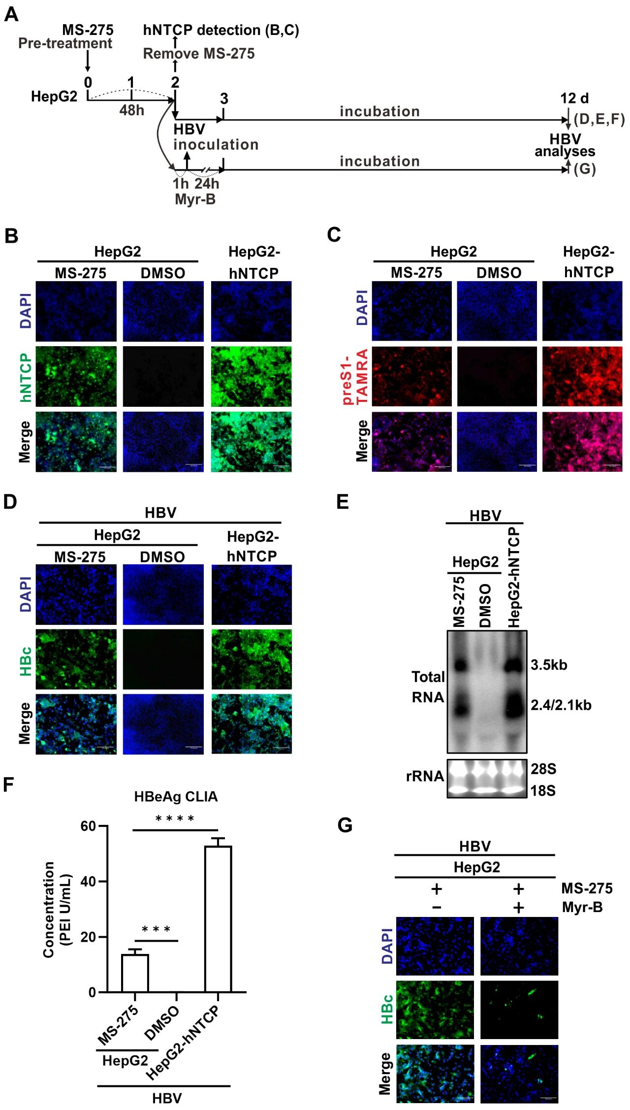 图 7：HDAC 抑制剂使 HepG2 细胞易感 HBV