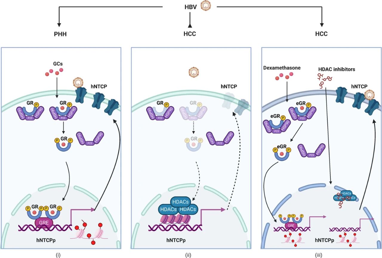 图 8：hNTCP 在肝癌细胞中失调的机制示意图