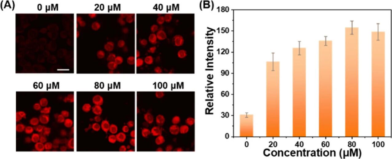 图 2：外源性(H₂S)的细胞荧光成像