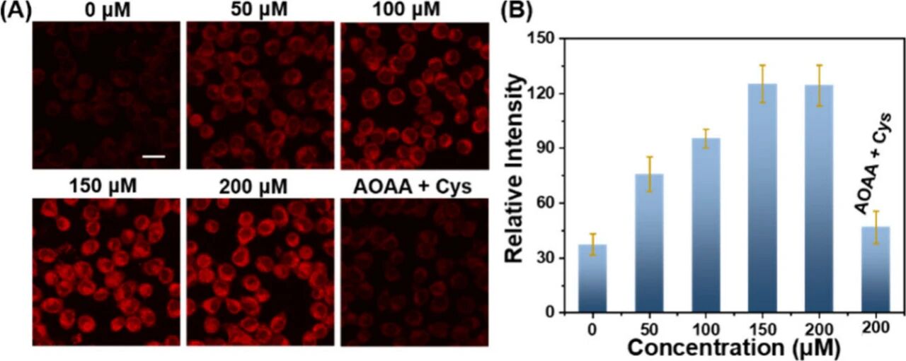 图 3：内源性(H₂S)的细胞荧光成像