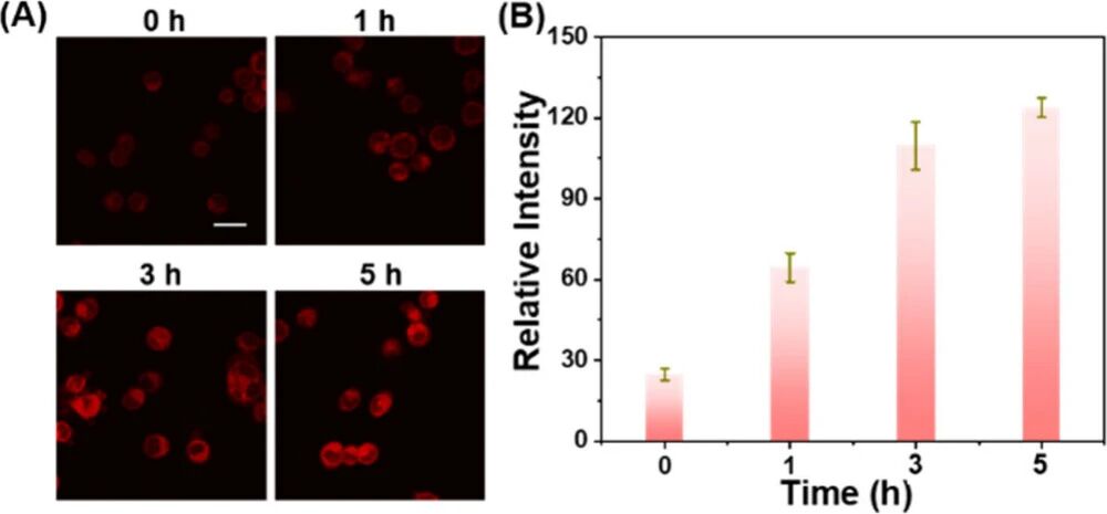 图 4：LPS 诱导炎症细胞中(H₂S)的动态成像