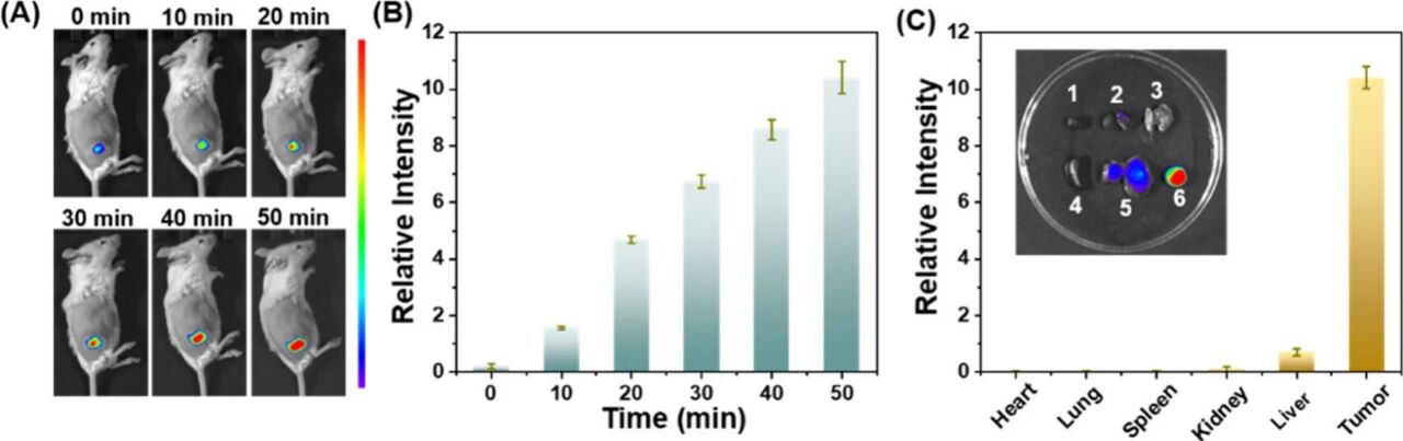 图 5：肿瘤裸鼠体内(H₂S)成像