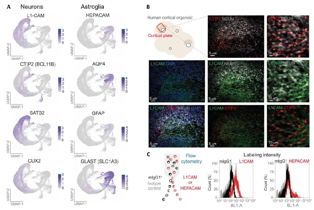 图 1 使用流式细胞仪验证分离类器官中表达肝素的星形胶质细胞和表达l1cam的神经元
