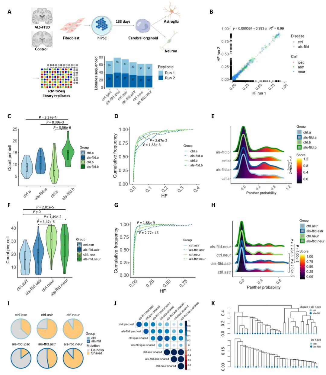 图 2 在hiPSCs和133日龄的大脑类器官来源的星形胶质细胞和神经元中检测到mtSNVs