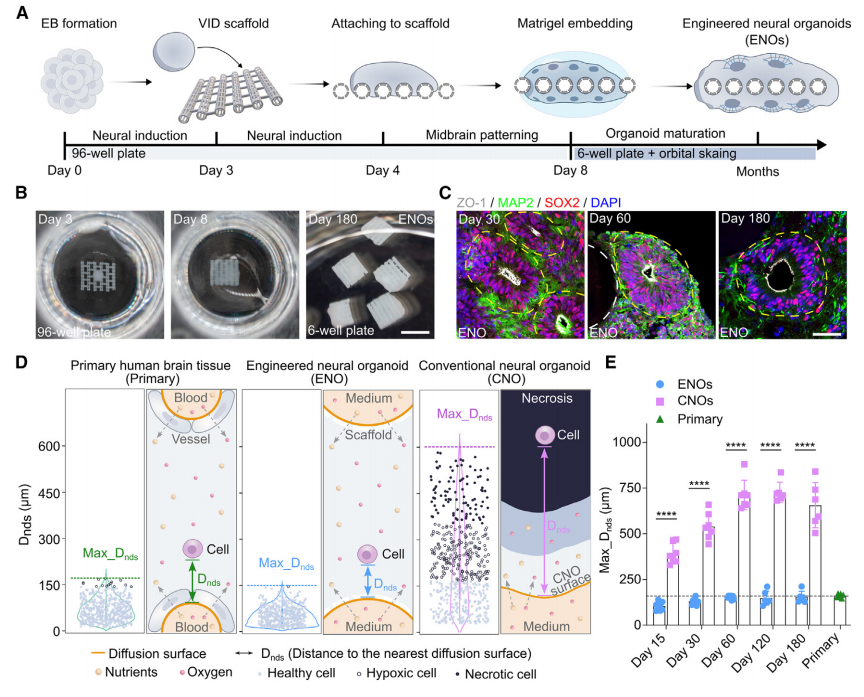 1) VID支架设计与工程化神经类器官的生成