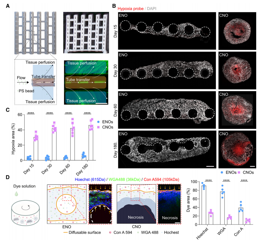 图2.2) 增强的培养基、氧气和信号分子扩散。