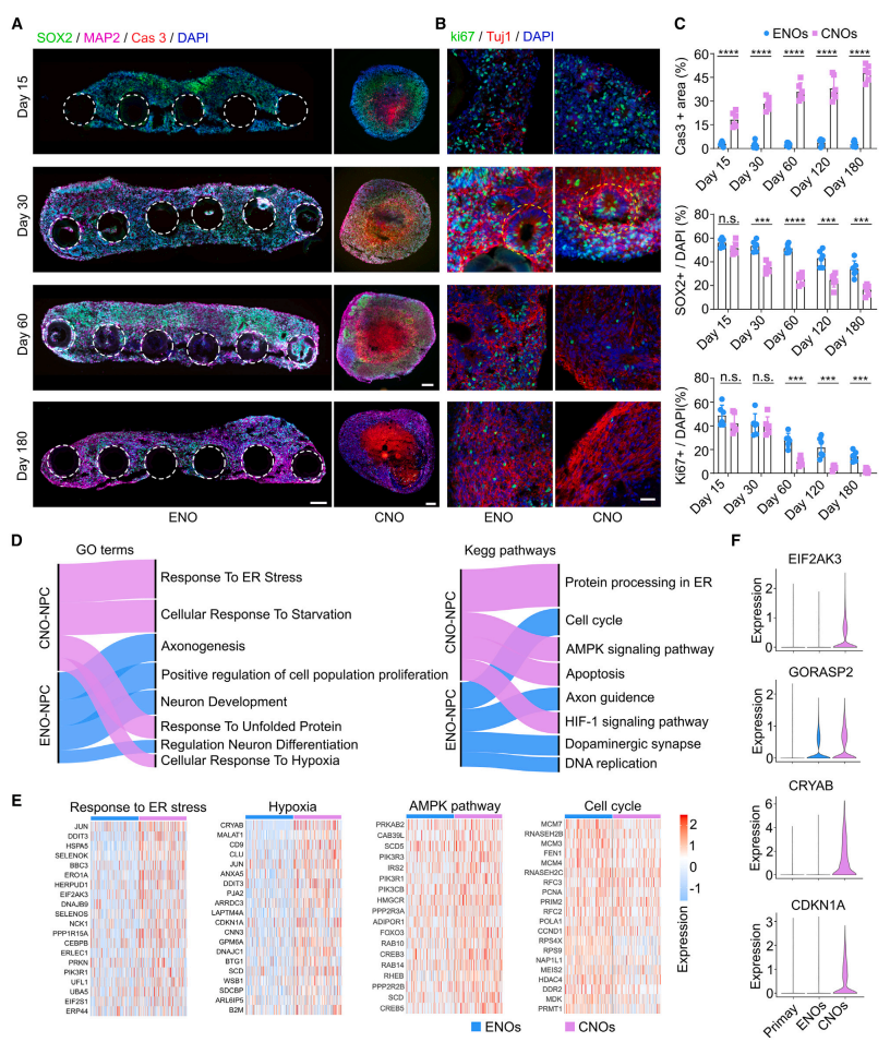 图3.减轻细胞应激和持续的神经发生