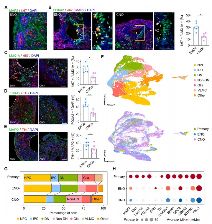 图4.促进中脑区域特异性分化
