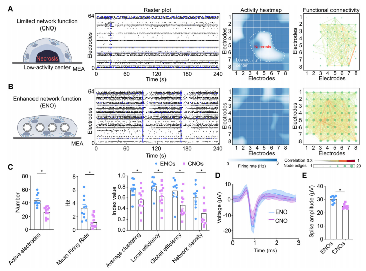 图5.改善神经活动和网络功能