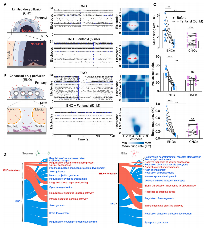 图6.增强的药理学反应
