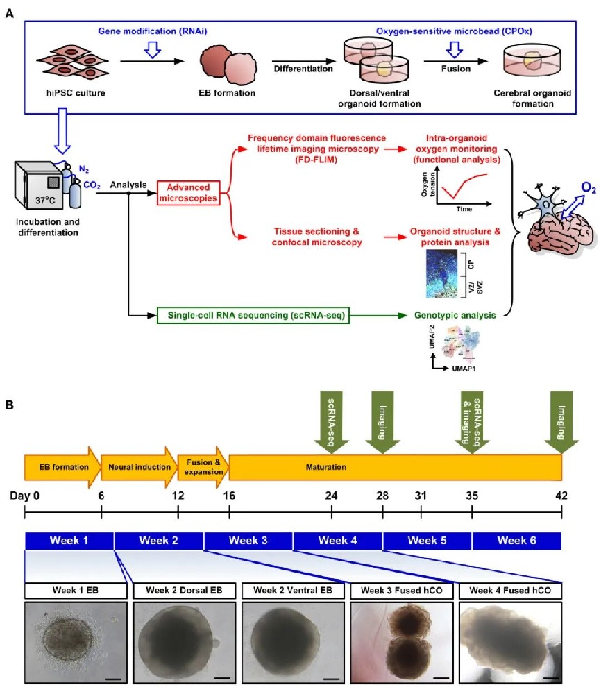 图1 hCOs的多项分析