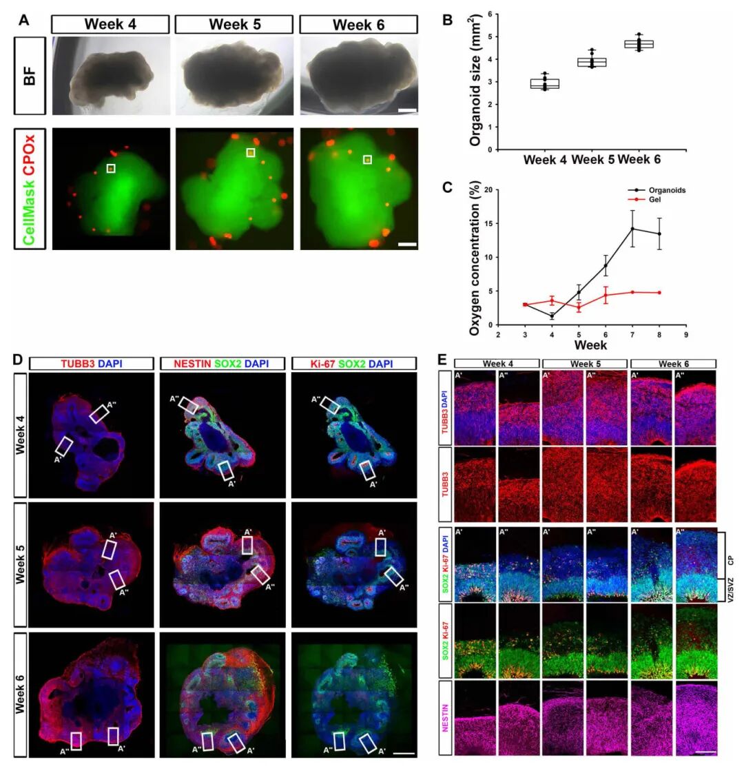 图2 hCOs的类器官内氧张力、结构和细胞组成