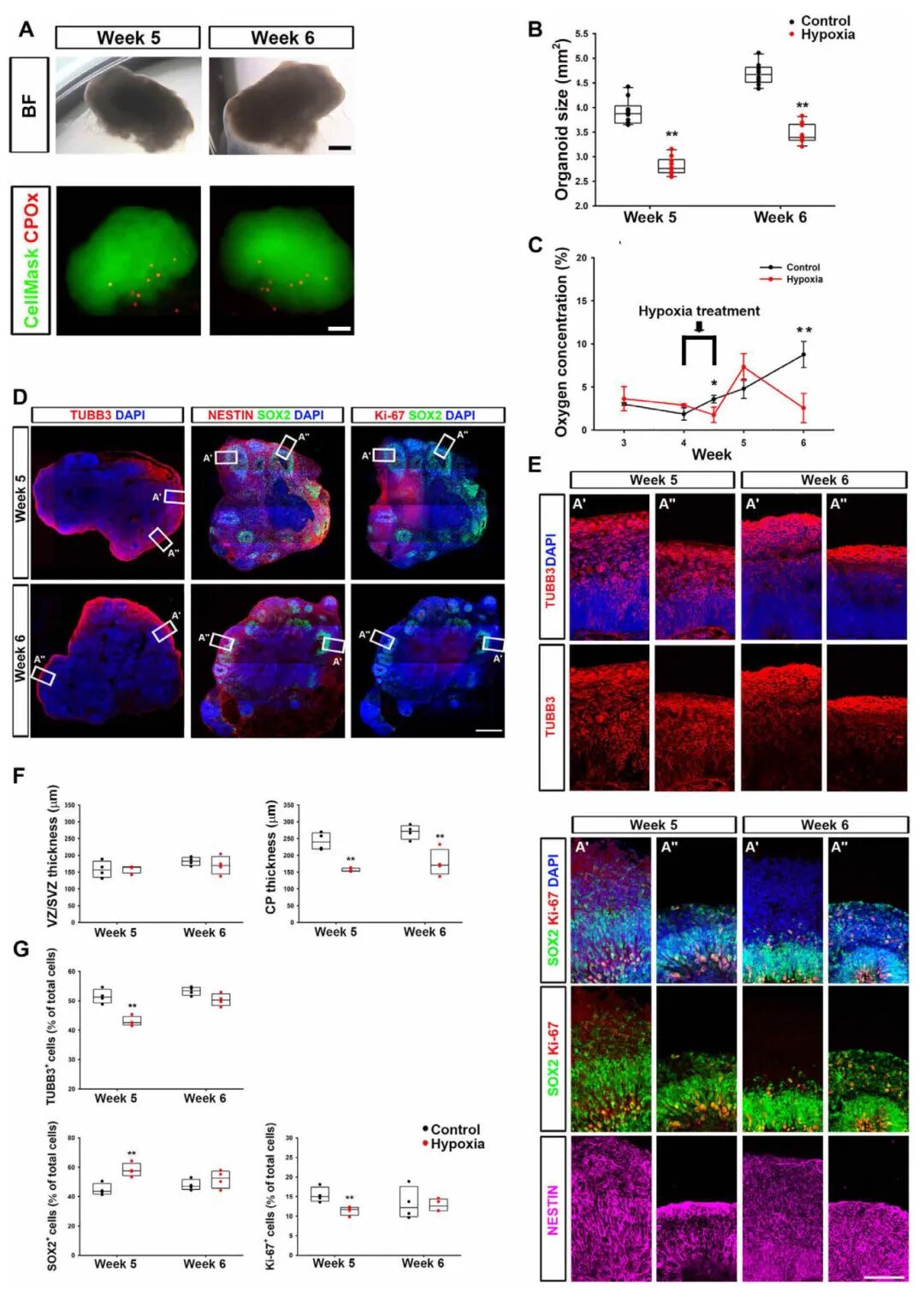 图3 缺氧处理的hCOs的类器官内氧张力、结构和细胞组成